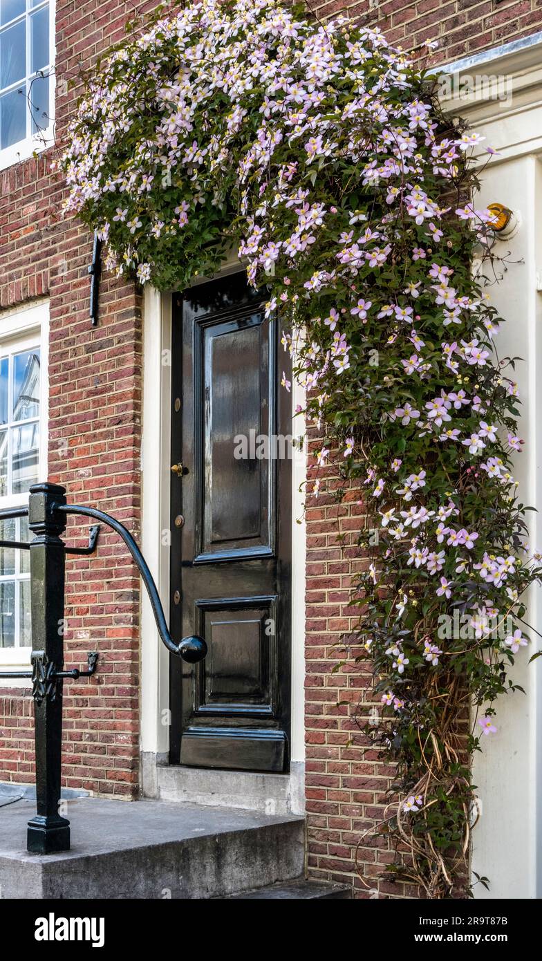Dekorative Tür mit Clematis Blumen, die über dem Eingang wachsen Stockfoto