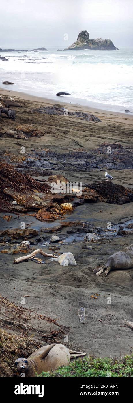 Herde von Seelöwen am Strand, San Simeon, Kalifornien, USA Stockfoto