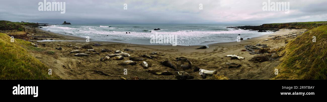 Herde von Seelöwen am Strand, San Simeon, Kalifornien, USA Stockfoto