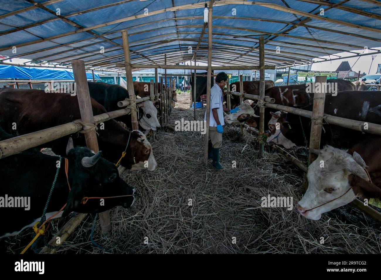 Ein Tierarzt Check Gesundheit eine Kuh um Lumpy-skin-Krankheit auf einem Viehmarkt in Bogor, West Java, Indonesien, zu verhindern, am 26. Juni 2023 Stockfoto