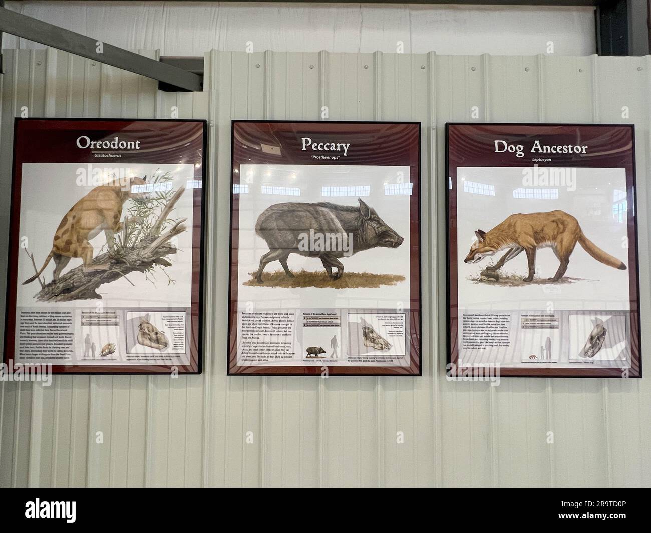 Royal, NE, USA - 13. Mai 2023: Fotos von Oreodont, Peccary und hundeähnlichen Tieren im Ashfall Fossil Beds State Historic Park in Royal, NE. Stockfoto