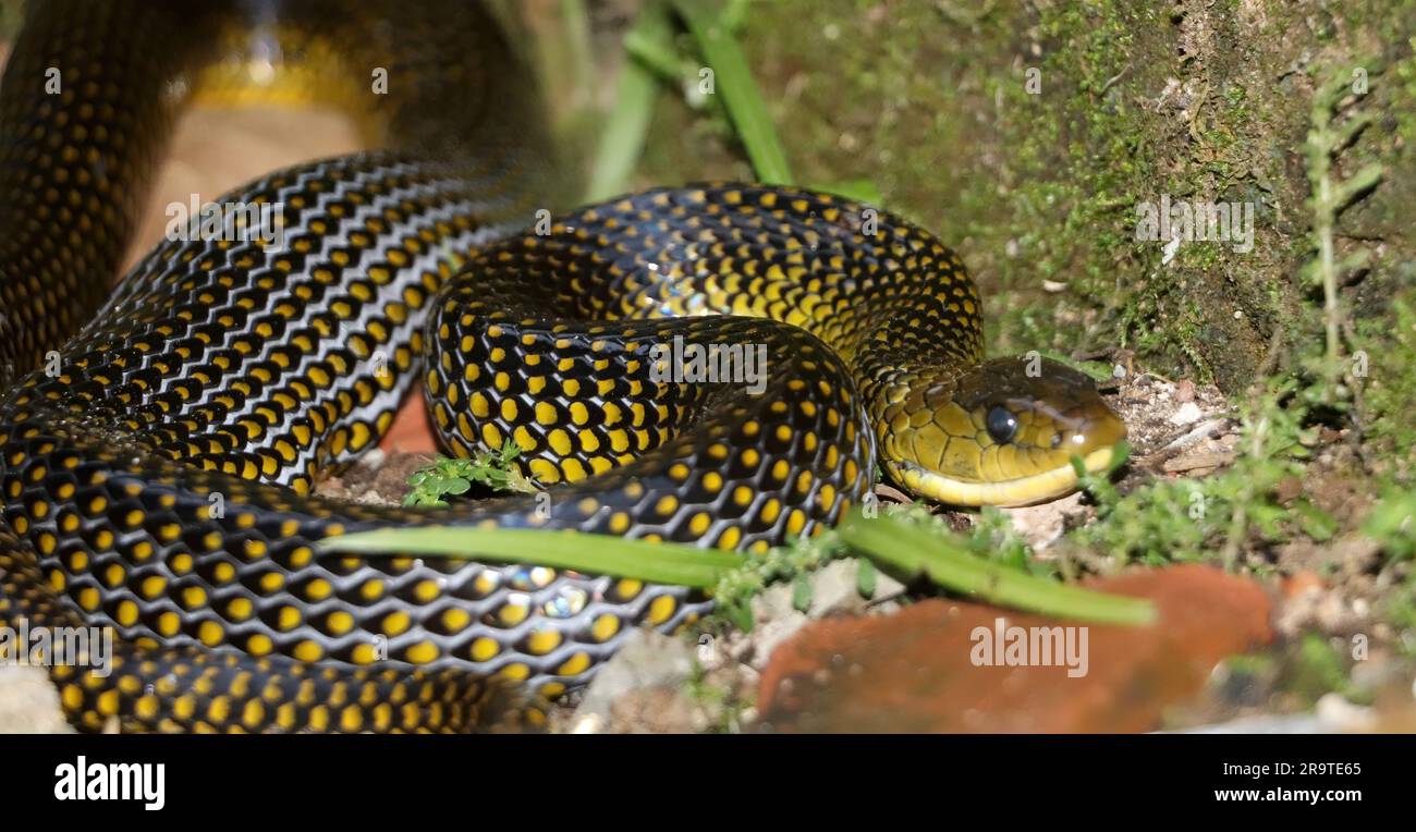 Wasserschlange, wissenschaftlicher Name: Liopis miliaris, vorwiegend im Cerrado und im Atlantischen Wald zu finden. Sehr sanfte Spezies, die normalerweise weglaufen, wenn sie gestört werden Stockfoto