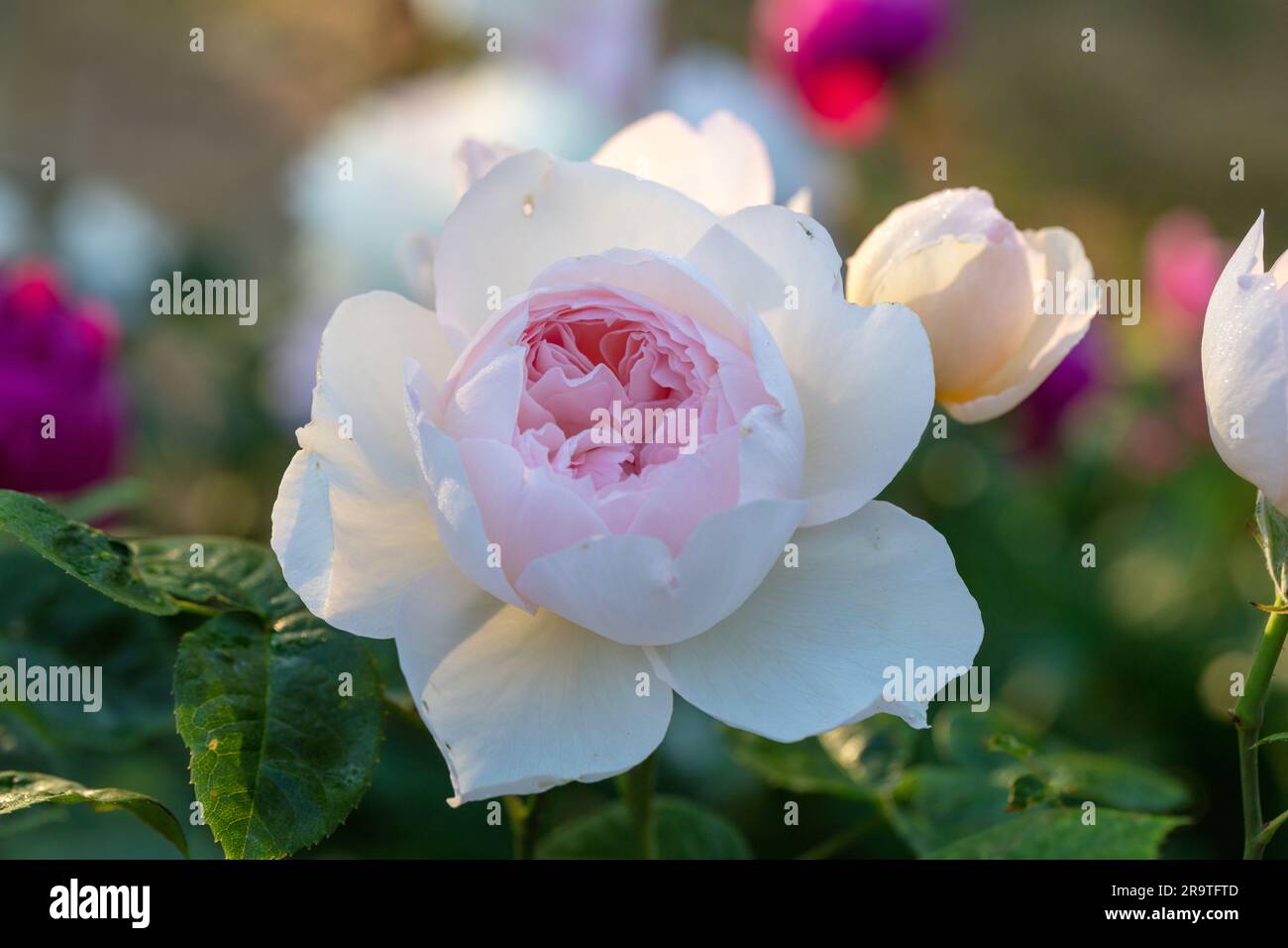 'Gentle Hermione, Ausrumba' Englische Rose, Engelsk ros (Rosa) Stockfoto