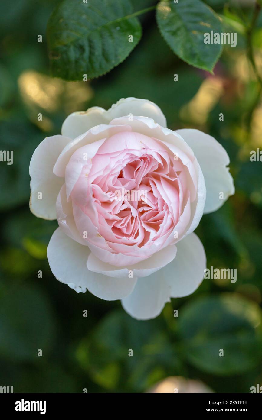 'Gentle Hermione, Ausrumba' Englische Rose, Engelsk ros (Rosa) Stockfoto