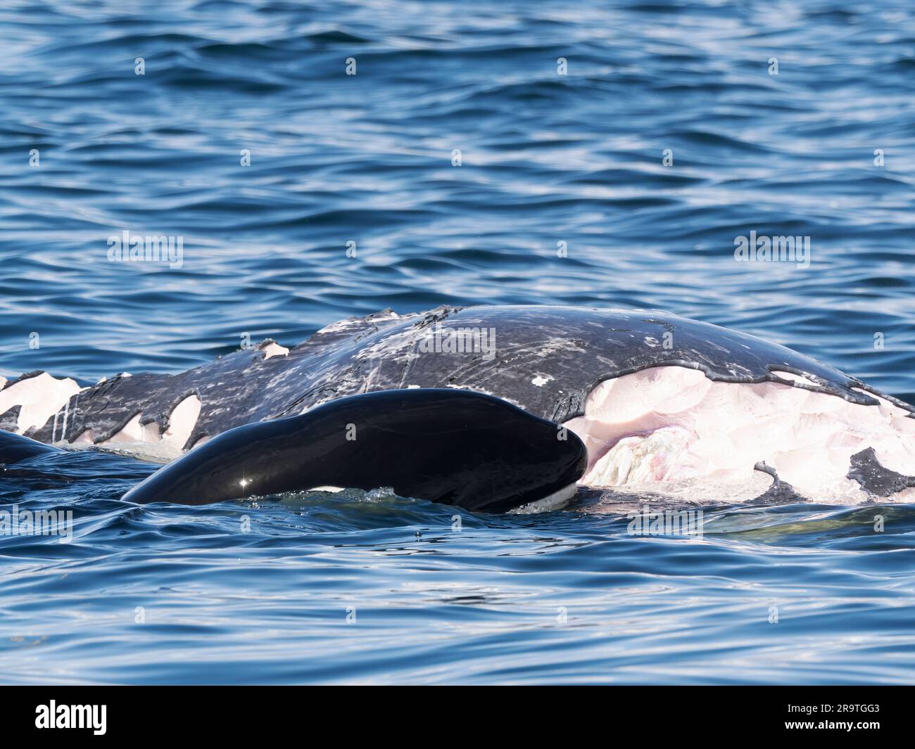 Killerwal, Orcinus Orca, Fütterung eines grauen Wal-Kalbs-Schlachtkörpers im Monterey Bay Marine Sanctuary, Kalifornien Stockfoto