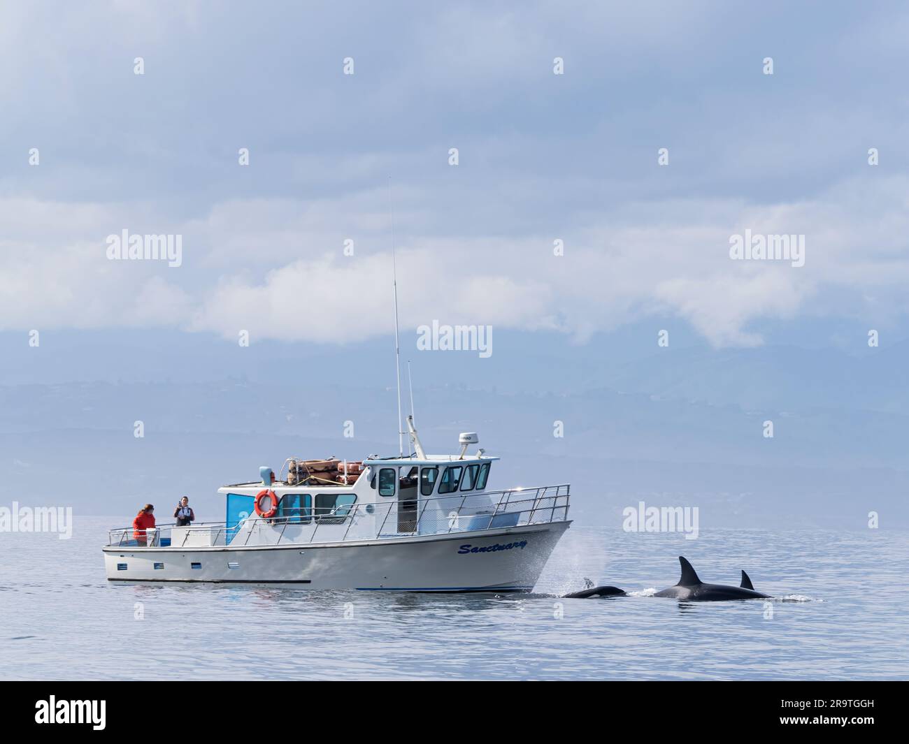 Orcinus Orca, eine Gruppe von transienten Killerwalen, in der Nähe eines Walbeobachtungsboots im Monterey Bay Marine Sanctuary, Kalifornien. Stockfoto