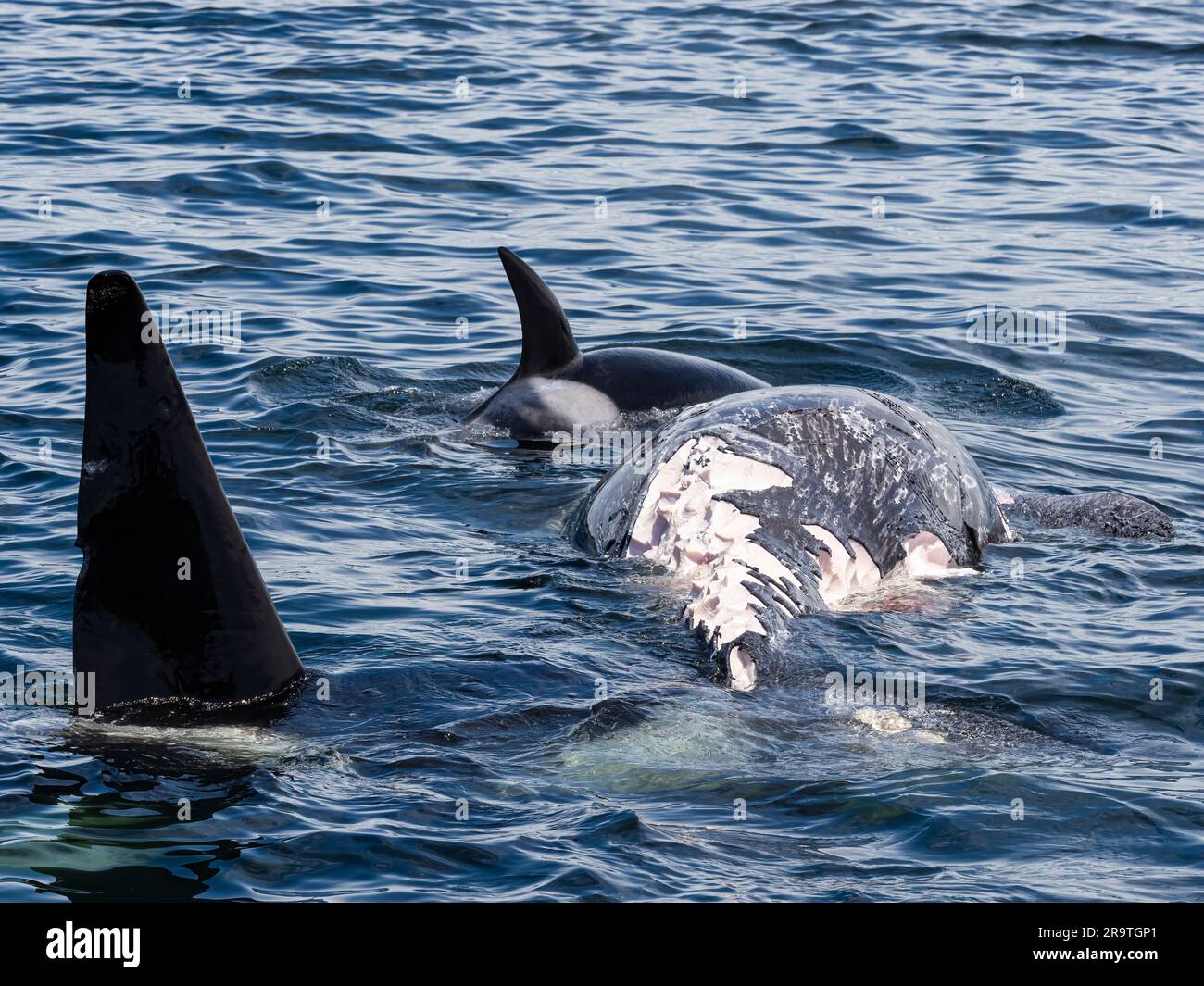 Orcinus orca, eine Horde transienter Killerwale, die sich im Monterey Bay Marine Sanctuary, Kalifornien, USA, von einem grauen Kalbskadaver ernähren Stockfoto