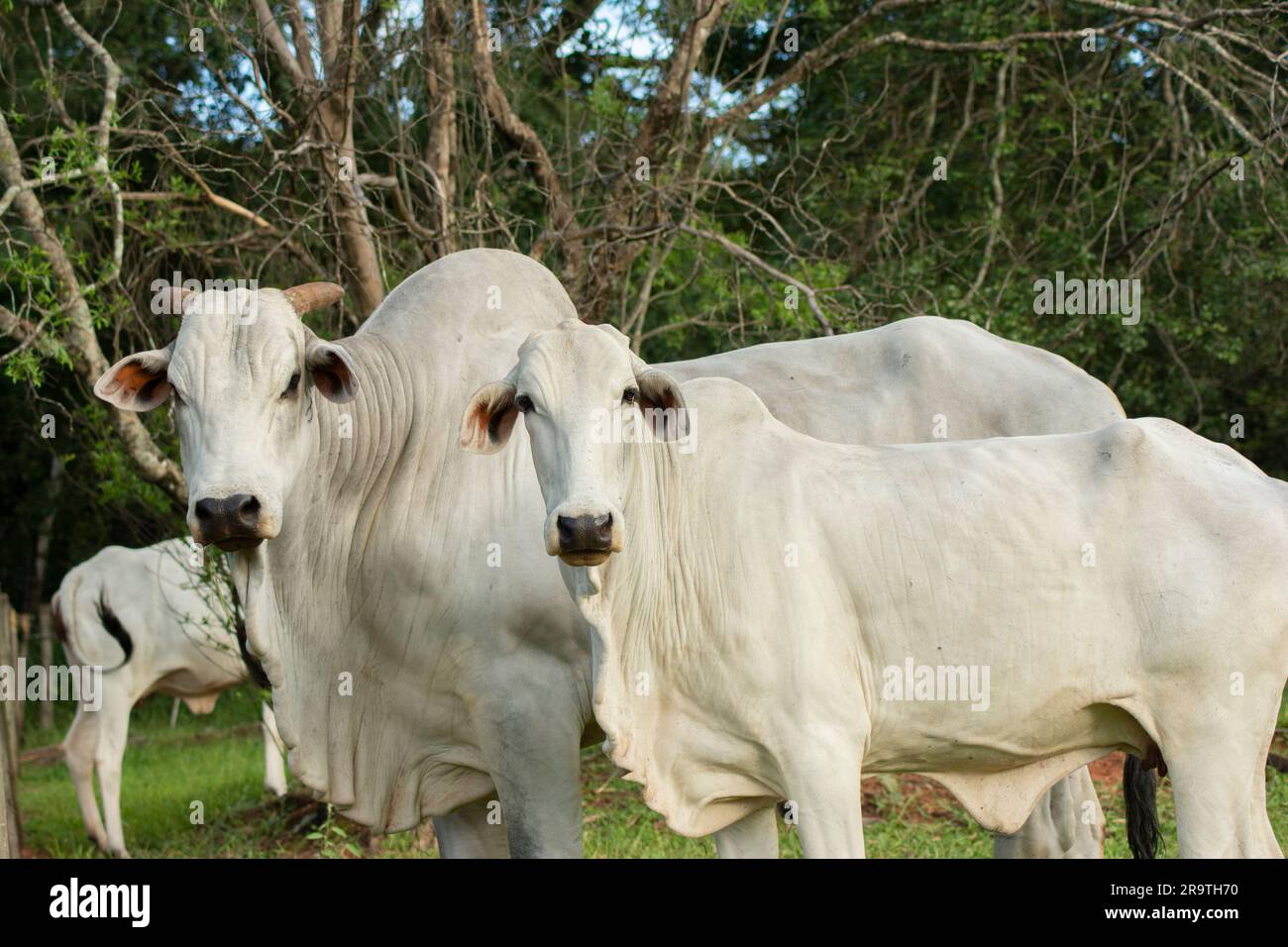 Bullen und Nellore-Kühe nebeneinander neben dem Zaun auf einer Farm bei Sonnenuntergang. Rinderrinder auf grüner Weide im Frühling mit Bäumen im Hintergrund. Stockfoto