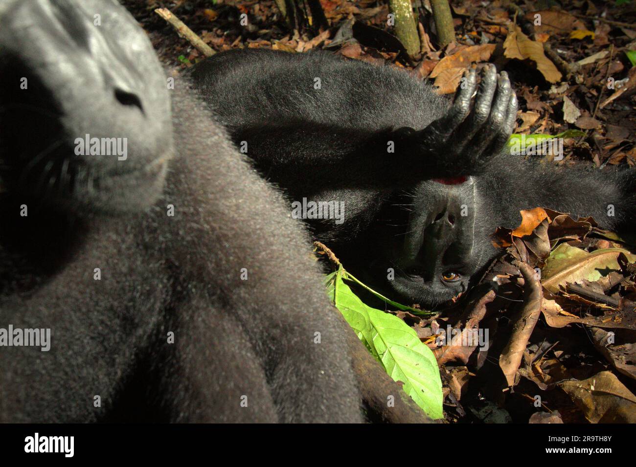 Zwei Personen von Sulawesi-Schwarzkammmakaken (Macaca nigra) im Naturschutzgebiet Tangkoko, North Sulawesi, Indonesien. Der Klimawandel könne allmählich das Verhalten und den Fortpflanzungszyklus dieser bedrohten Art verändern und gleichzeitig ihre Lebensraumtauglichkeit verringern, was sie zwingen könnte, sichere Lebensräume zu verlassen und potenziellen Konflikten mit Menschen ausgesetzt zu sein, sagen Wissenschaftler. Ohne die Erwärmung haben die Primaten bereits unter dem anthropogenen Druck gelitten, der dazu geführt hat, dass bis zu 93 % der Arten eine rückläufige Population haben und etwa 68 % in das Aussterberisiko eintreten. Stockfoto