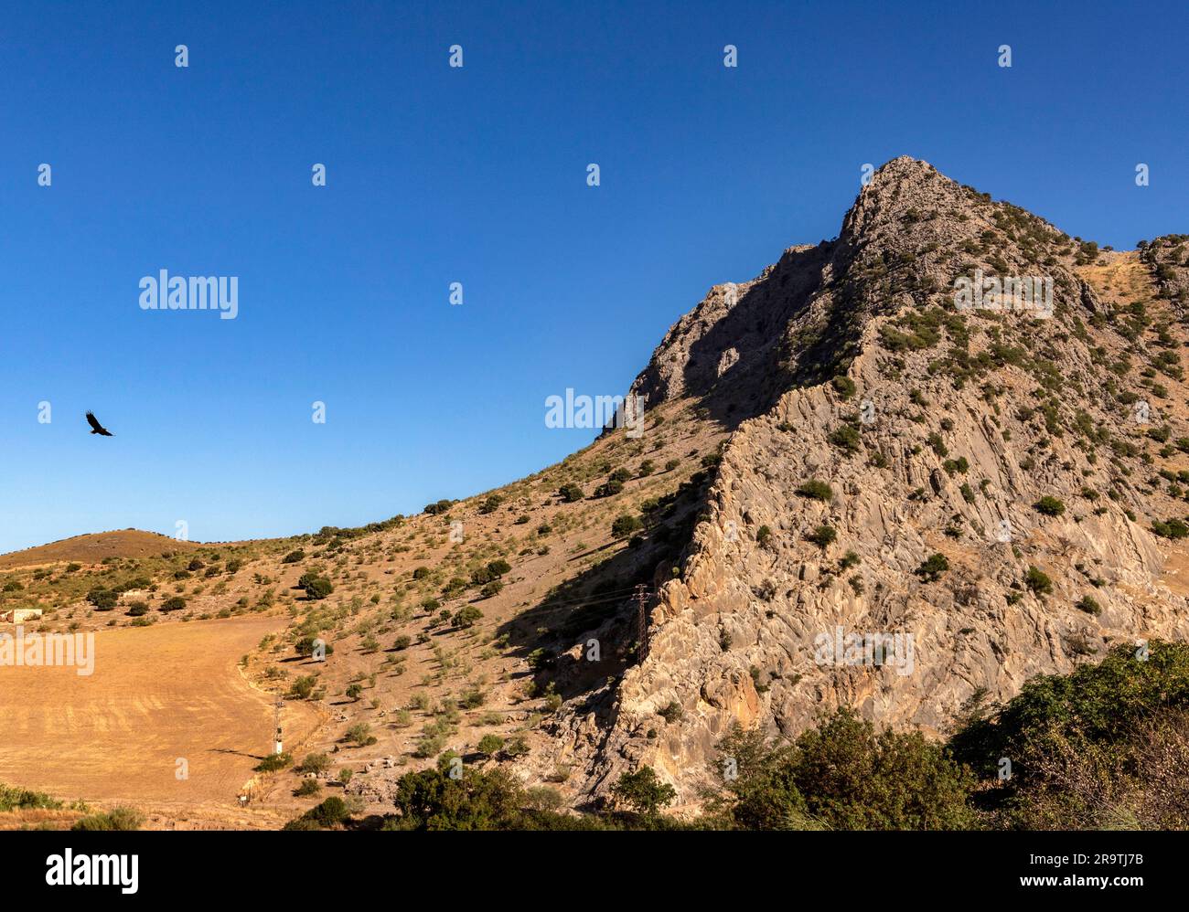 Der Adler fliegt in Richtung des 880 Meter hohen Berges Pena de los Enamorados (The Lovers Rock ), Provinz Malaga, Andalusien, Spanien Stockfoto