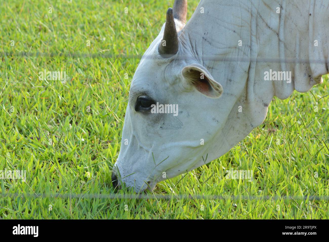 Nahaufnahme einer Nellore-Kuh mit dem Kopf nach unten, die grünes Gras im ländlichen Brasilien isst. Die Rinderzucht ist ein Sektor von großer wirtschaftlicher Bedeutung in der Landwirtschaft Stockfoto