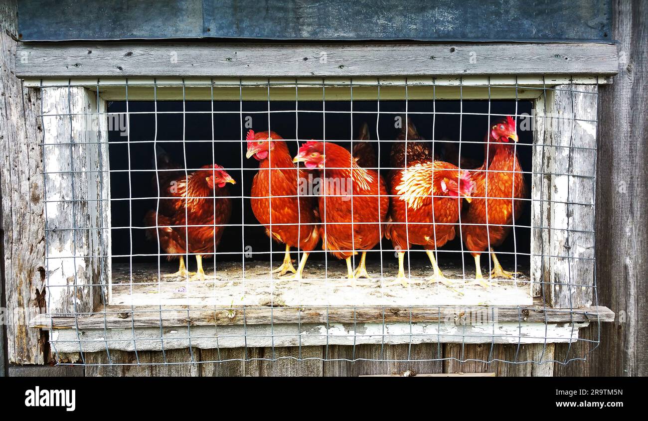 Fünf Hühner im Käfig in einem Holzschuppen, Mexiko Stockfoto