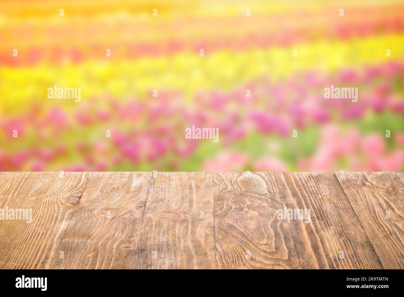 Leerer Holztisch im Tulpenfeld Stockfoto