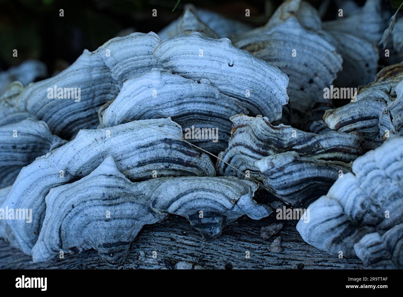Schöne Nahaufnahme von Baumschalen-Pilzen Stockfoto
