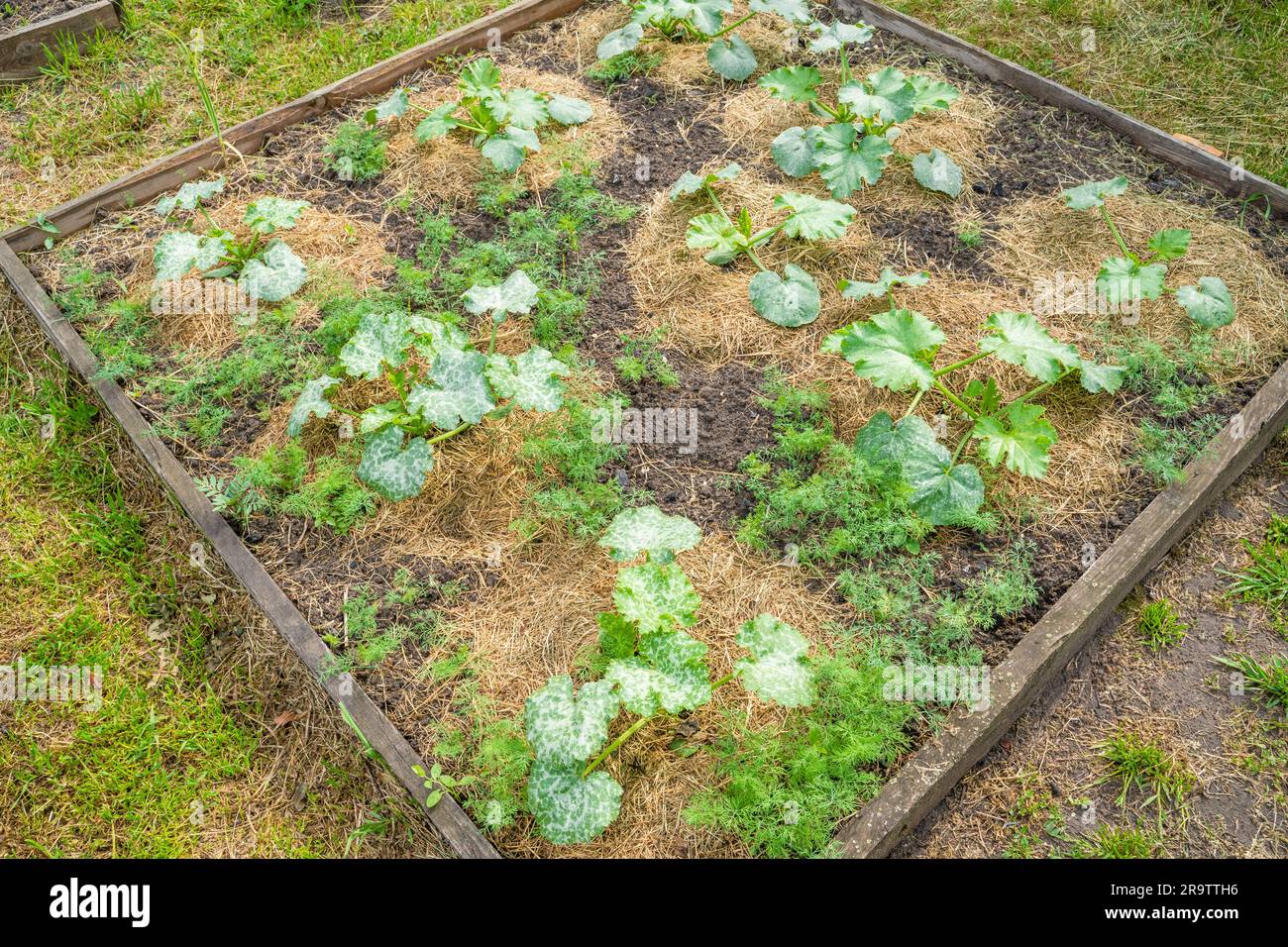 Gemüsegarten-Bett mit wachsenden jungen Kürbissen und Zucchini. Der Boden ist mit trockenem Grasmulch bedeckt Stockfoto