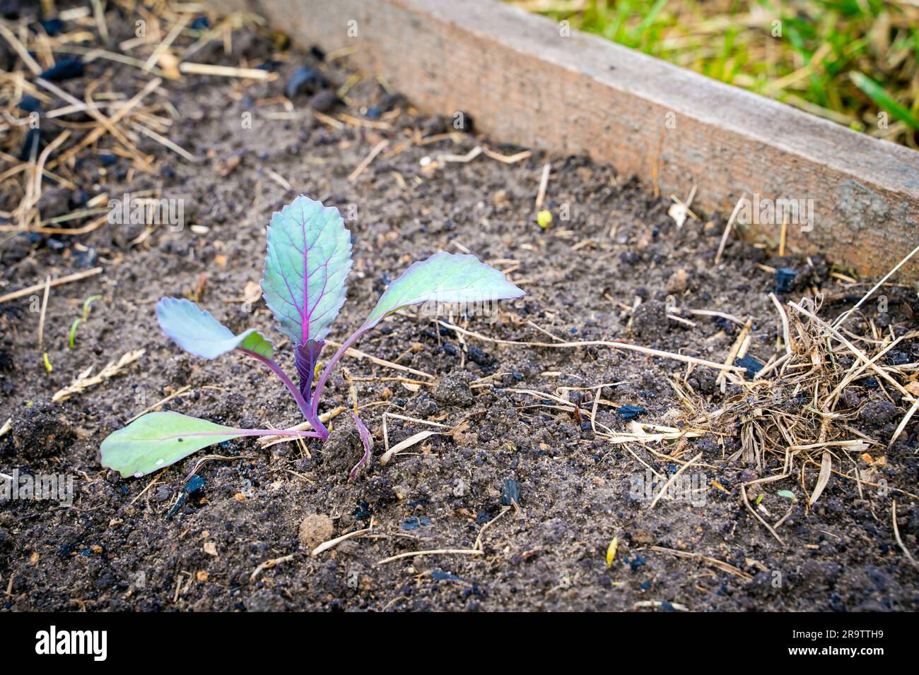 Ein Rotkohl-Setzling wächst in einem Gartenbett, Nahaufnahme. Gemüseanbau im Heimgarten Stockfoto