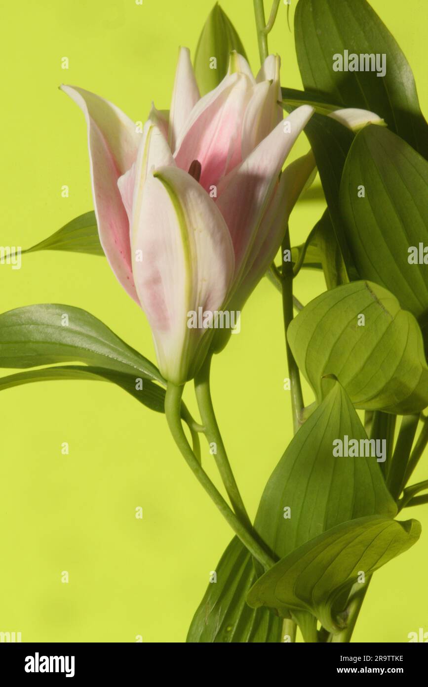 Die Schönheit der Lilien Still Life Blume .. Diese farbenfrohen Lilien aus dem Orient mit weißen, rosa, gelben, grünen und braunen Pattenschichten wecken Interesse und Aufmerksamkeit. Stockfoto