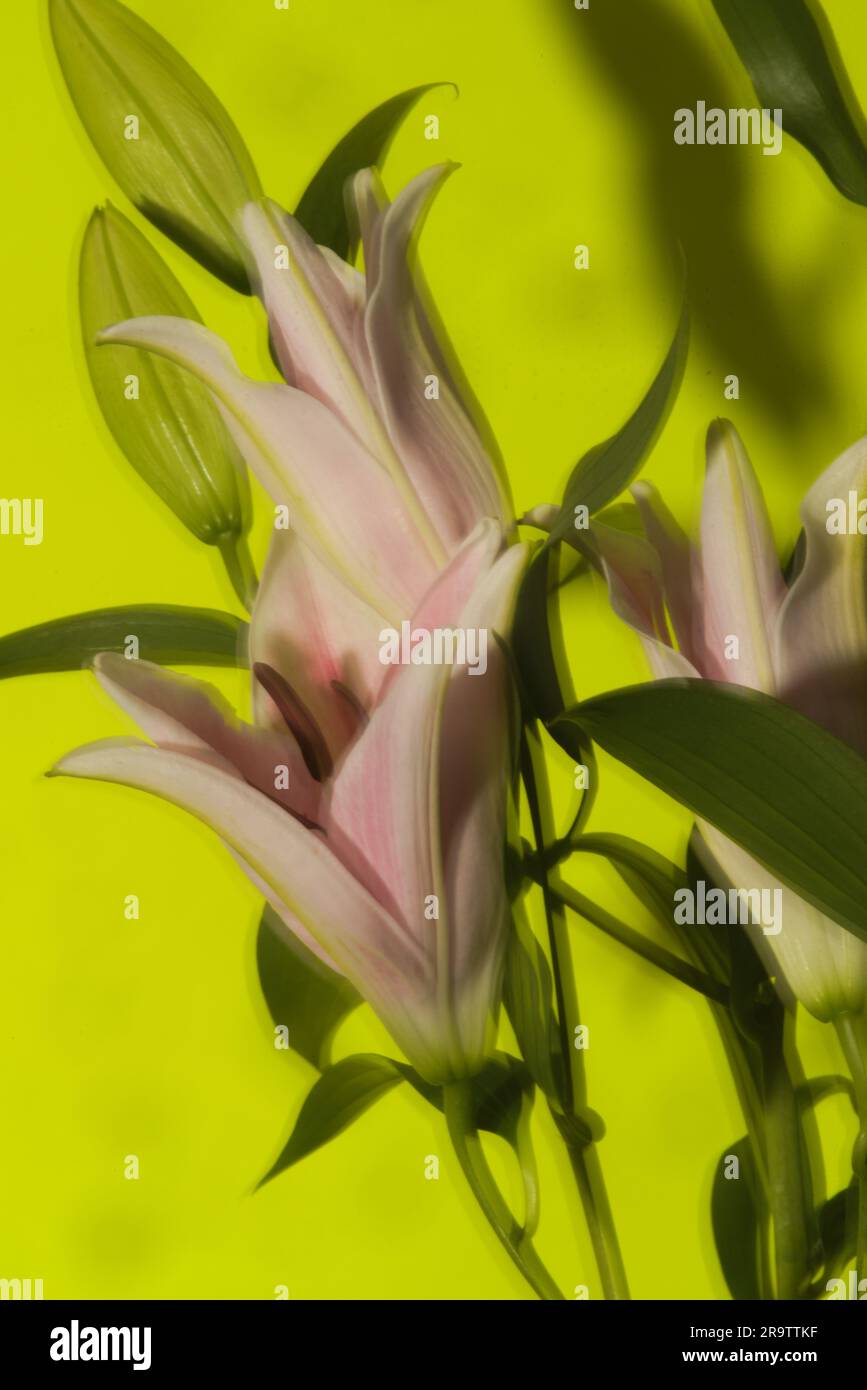 Die Schönheit der Lilien Still Life Blume .. Diese farbenfrohen Lilien aus dem Orient mit weißen, rosa, gelben, grünen und braunen Pattenschichten wecken Interesse und Aufmerksamkeit. Stockfoto