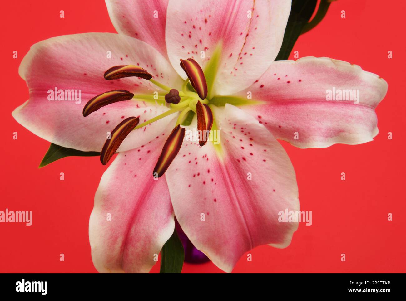 Die Schönheit der Lilien Still Life Blume .. Diese farbenfrohen Lilien aus dem Orient mit weißen, rosa, gelben, grünen und braunen Pattenschichten wecken Interesse und Aufmerksamkeit. Stockfoto