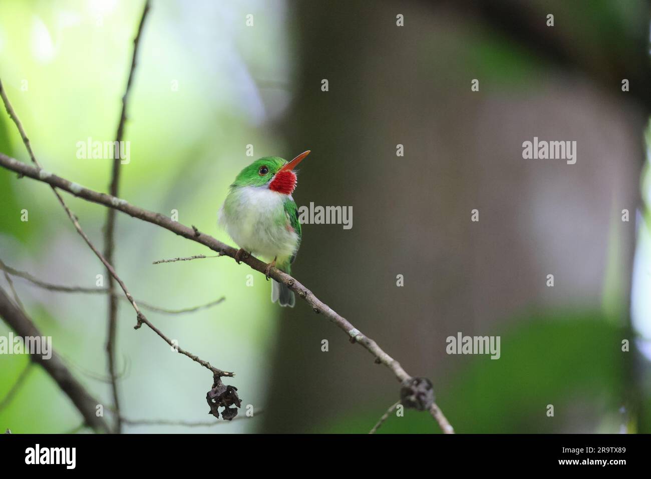 Jamaikanischer Tody (Todus todus), einer der kleinsten Vögel der Welt Stockfoto