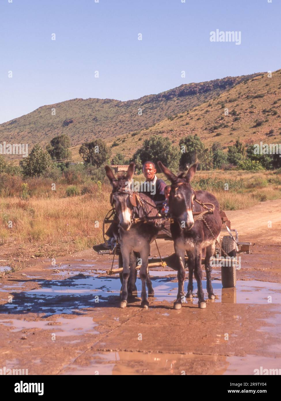 Ein traditioneller Maultierwagen, der die kleine Stadt Nieu Bethesda im Ostkap von Südafrika betritt. Stockfoto