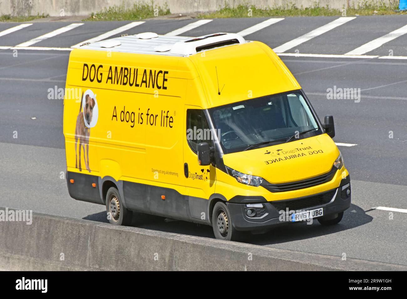 Hundewagen, seitlicher Frontansicht, gelber Iveco-Van, betrieben von UK Dogs Trust, Wohltätigkeitsorganisation mit einem Hund, ist für das Leben Slogan und grafische Fahrt auf der Autobahn M25 Stockfoto