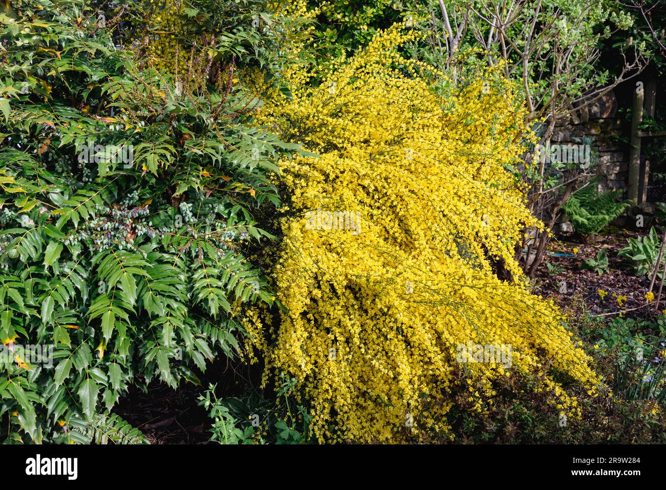 cytisus praecox, gelber Blumenbesen Stockfoto