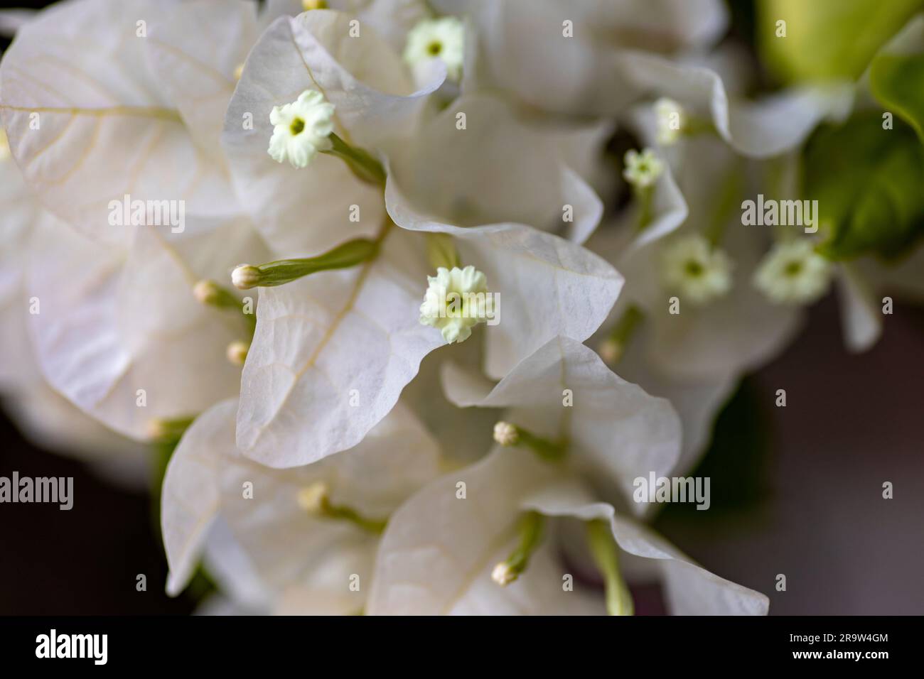 Viele Stränge weißer Bougainvillea-Blüten, die ganzjährig sind, klettern, bewaldet sind und große Höhen erreichen. Konzept abwechslungsreiche und farbenfrohe Pflanzen. Stockfoto