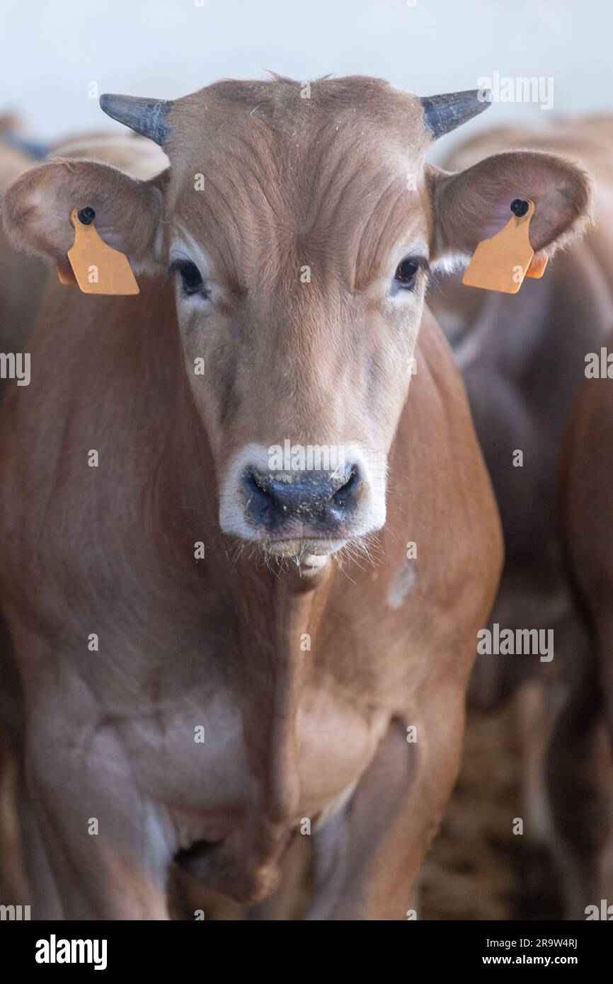 Blonde d'aquitaine Kuh. Diese französische Rasse wurde in einem Futterhof in Spanien fotografiert. Sie zeichnen sich durch ihre geringe Größe aus Stockfoto