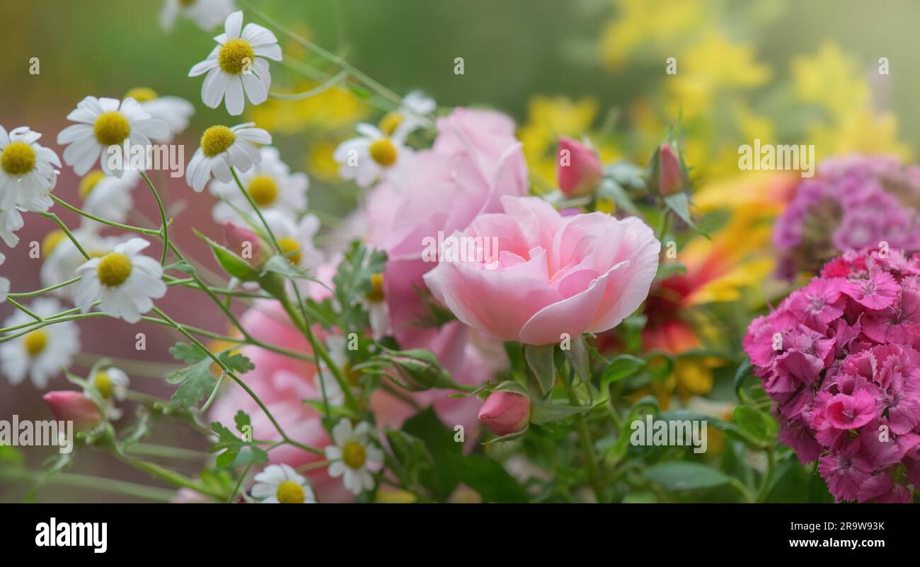 Prety Rose in einem frischen Blumenstrauß, gepflückt im Garten Stockfoto