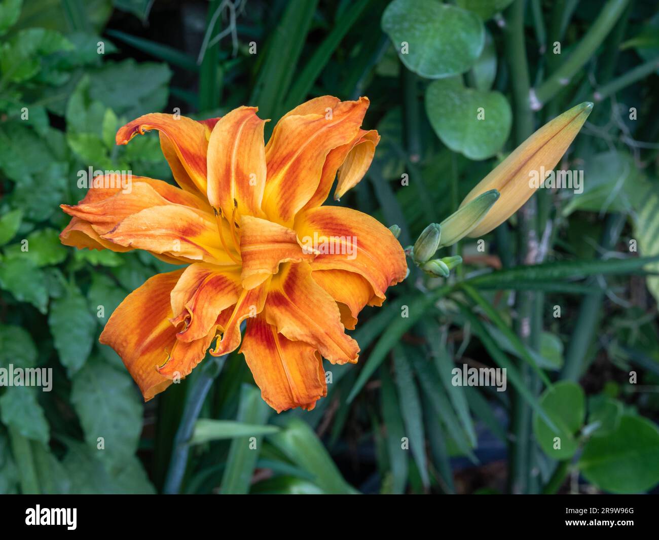 Nahaufnahme der leuchtend orange-roten Blüte von hemerocallis fulva kwanso, auch bekannt als orangefarbene Tageslilie mit Knospen im Garten Stockfoto