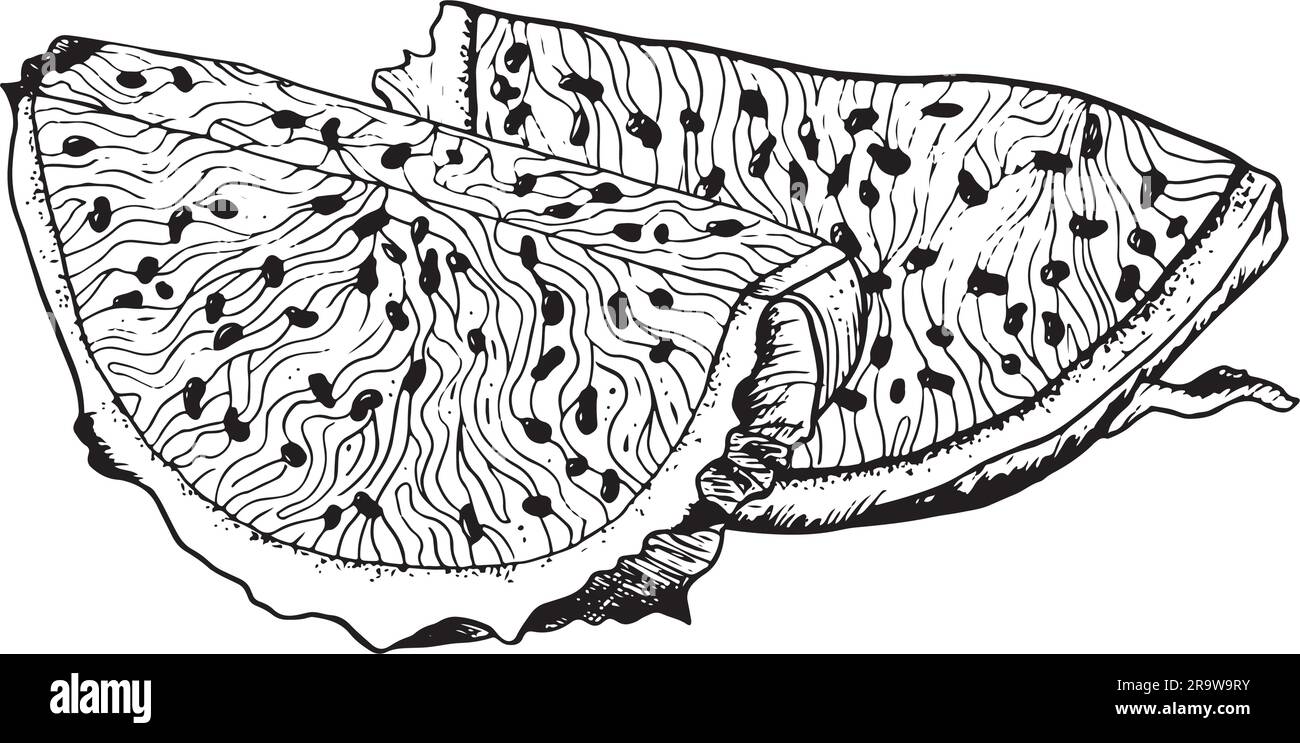 Drachenfrucht-Scheiben Detaillierte Vektordarstellung mit schwarzer weißer Linie. Exotische tropische Pitaya-Pflanze für Stoff, Druck, Menü Stock Vektor