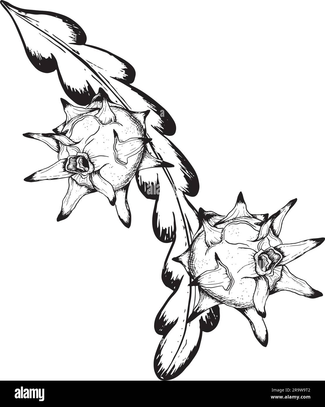 Tropische Pitaya-Drachenfrüchte auf Astvektorgrafik in schwarzweißer Umrisszeichnung Stock Vektor