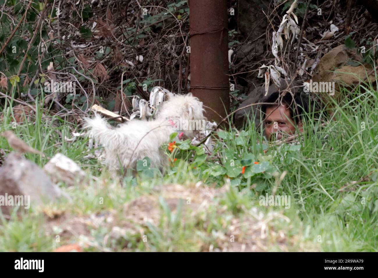 Nicht exklusiv: 28. Juni 2023, Mexiko-Stadt, Mexiko: Hunde suchen ihre Besitzer während der Übungen des kostenlosen Trainings-Workshops für Begleithunde Stockfoto