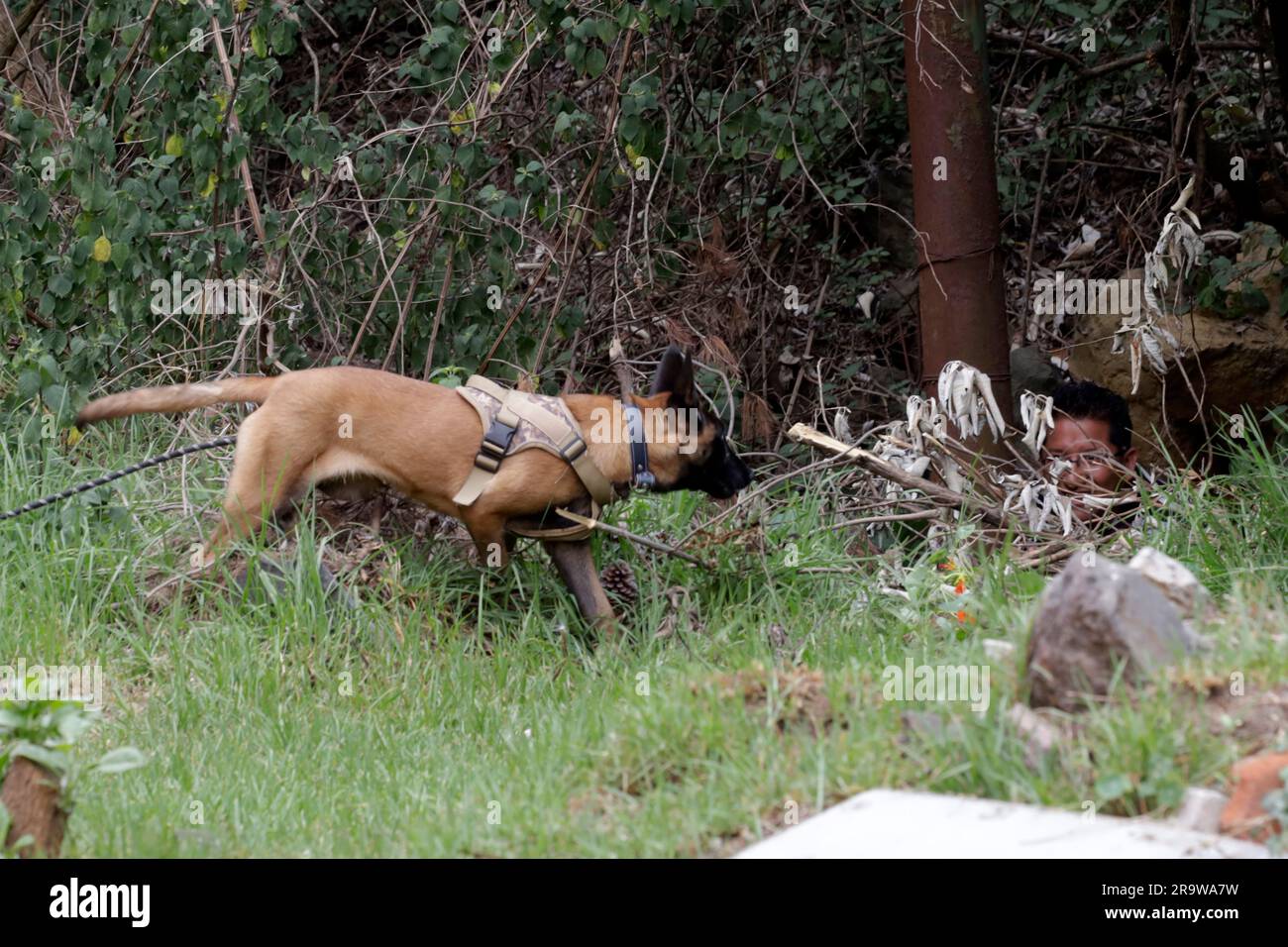 Nicht exklusiv: 28. Juni 2023, Mexiko-Stadt, Mexiko: Hunde suchen ihre Besitzer während der Übungen des kostenlosen Trainings-Workshops für Begleithunde Stockfoto