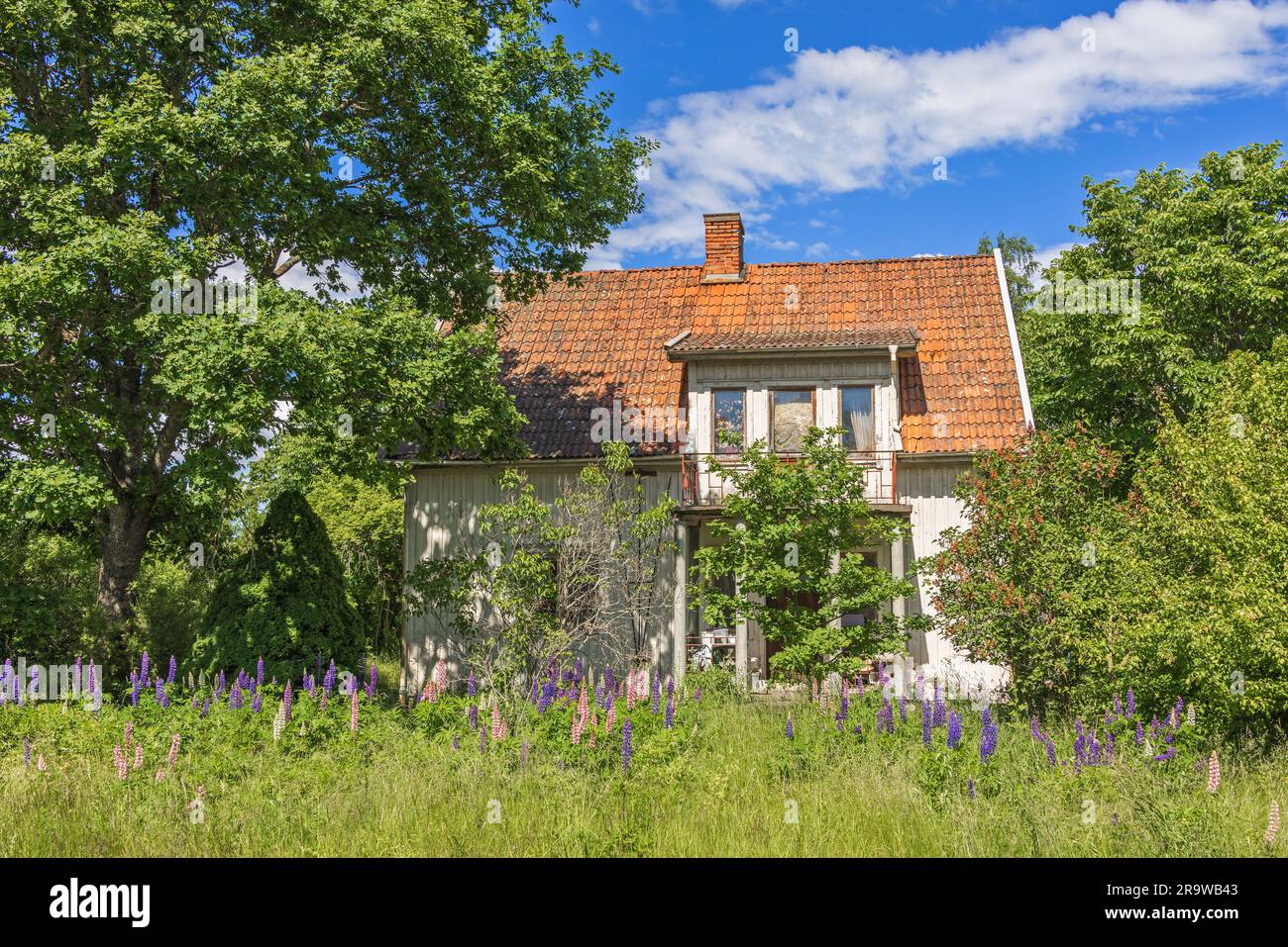 Blühende Lupinenblumen im Garten bei einem verlassenen Haus Stockfoto