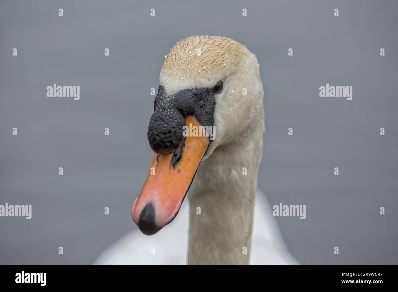 Die Tierwelt von Daisy NOOK, Oldham Stockfoto