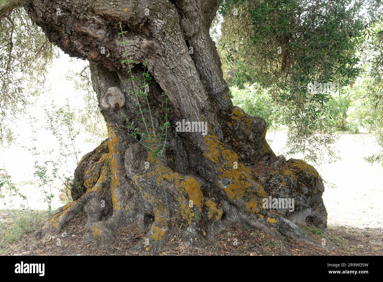 Der knorrige alte Stamm eines Olivenbaums auf dem Feld auf der Insel Kefalonia Griechenland Stockfoto