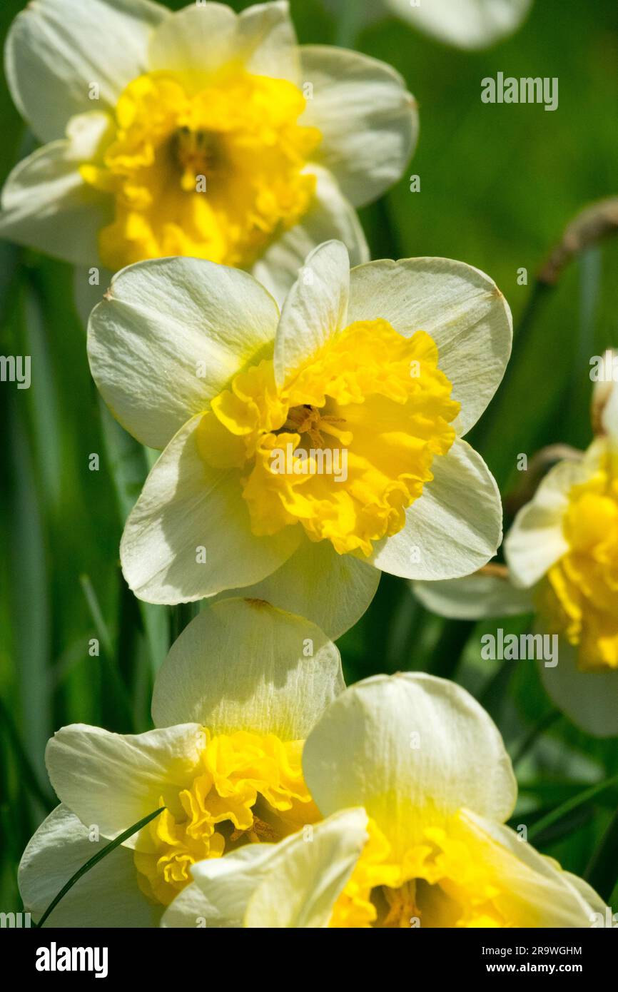 Gelbweiß, Narzissen, "Curly", große Schürze Stockfoto