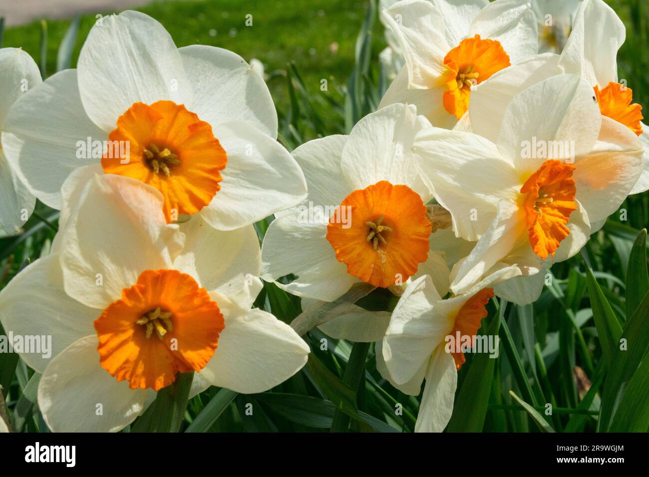 Weiß-Orange, Blumen, großgewölbt, Narzissen „Kissproof“ Stockfoto