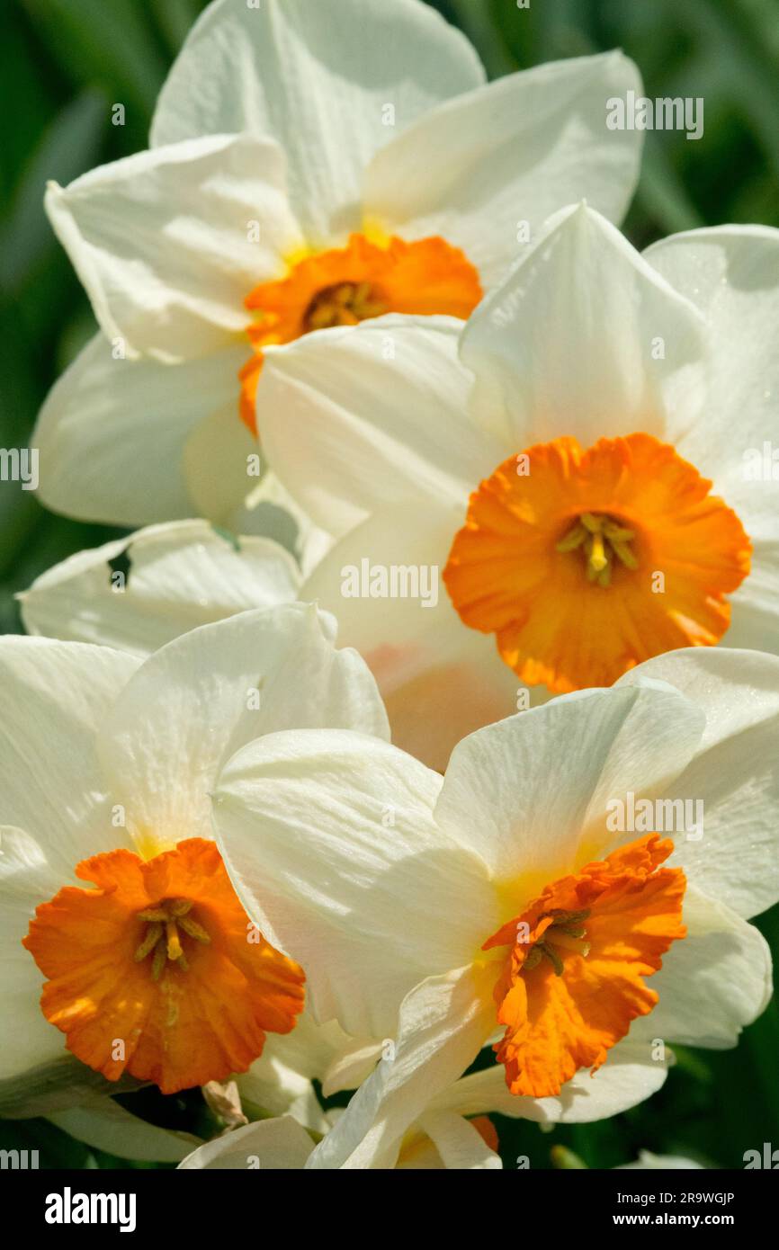 Weiß, Orange, Blüten, großgewölbt, Narzissen „Kissproof“, Narzissen, Frühling, Narzisse, Blüten Stockfoto