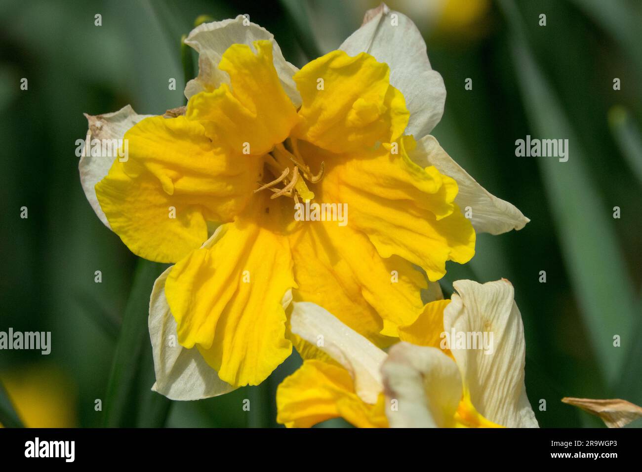 Pflanze, Blüte, Gelb, Narzissen, Geschlitzter Kragen, Narzissen, Orangerie, Blume, Frühling, Narzissen Stockfoto