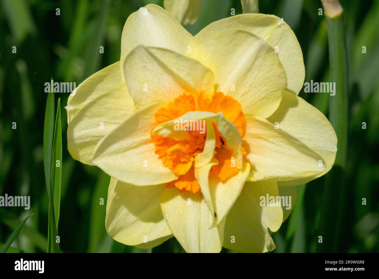 Narzissen, Blüten, Narzissen, Blüten, Gelb, Orange, Narcissus „Double Fashion“ Stockfoto