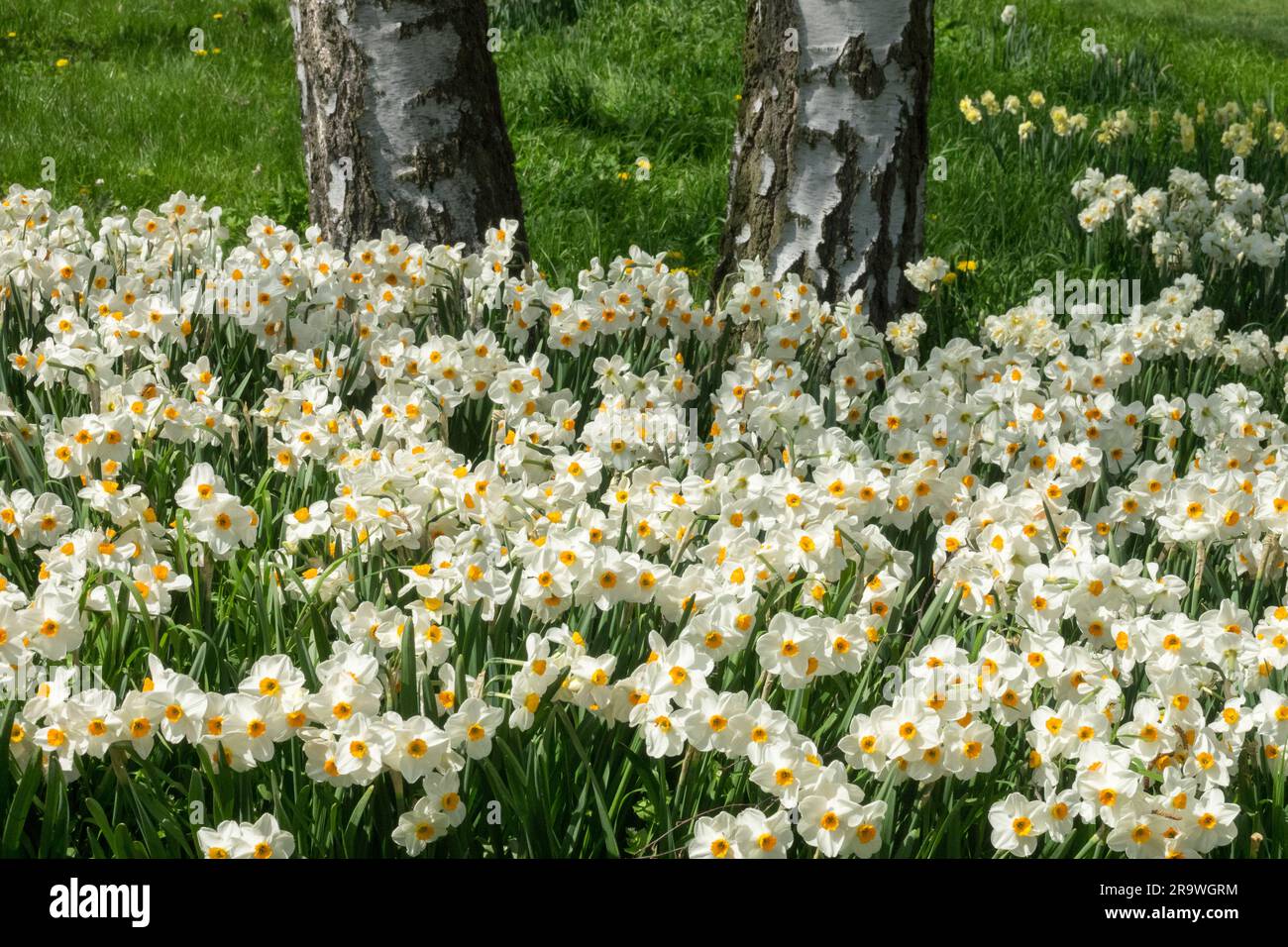 Weiß, Narzissen, Blumen, Garten, Narzissen 'Geranium', Baum, Birke, Stamm, Frühling Stockfoto