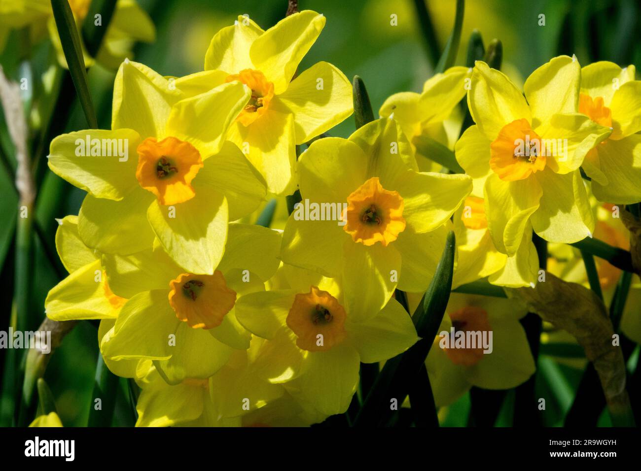 Gelb, Narzissen, Narzissen „Goldene Morgenröte“, Garten, Blumenvernal Stockfoto