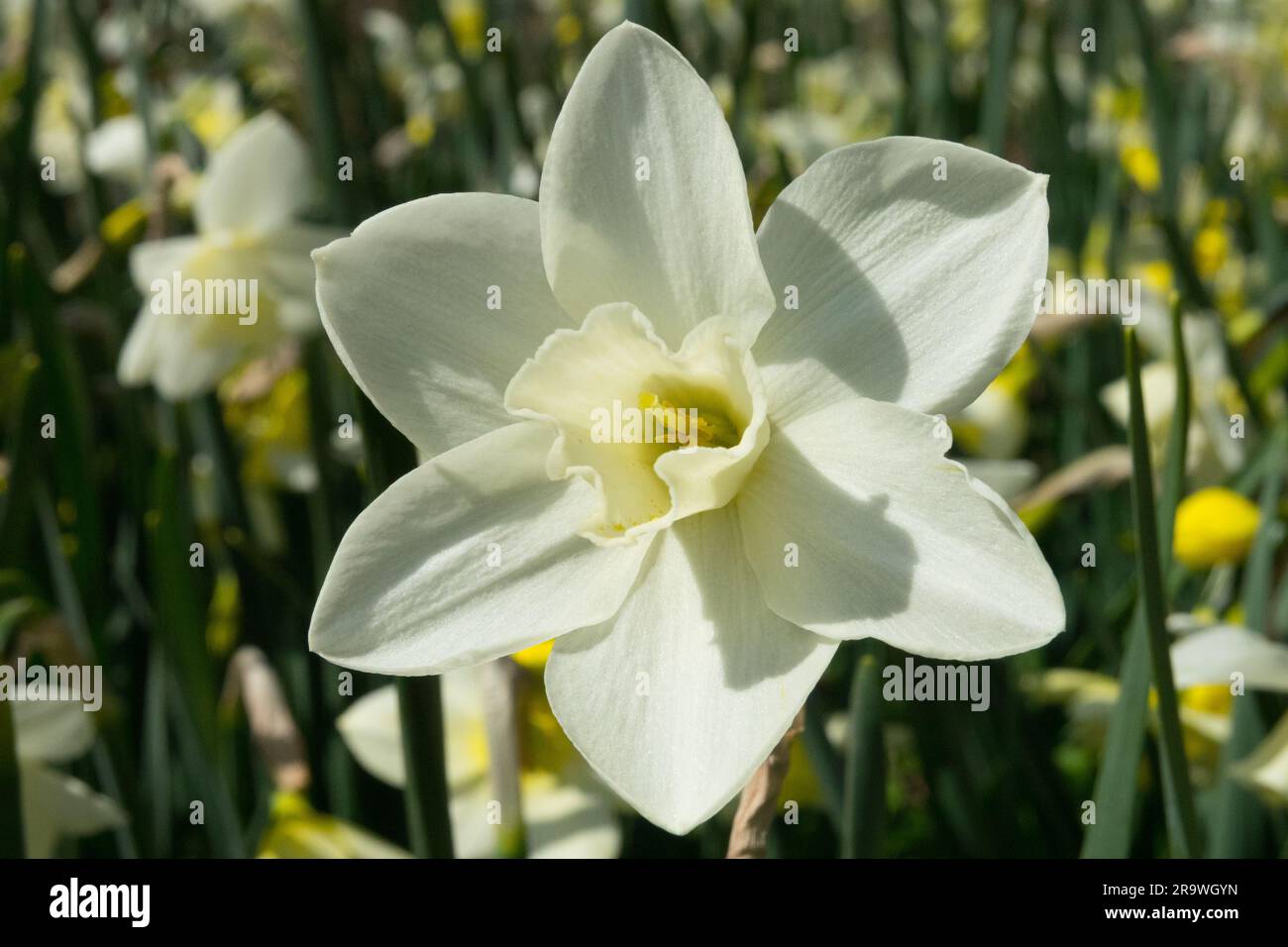 Jonquilla Daffodil, Miniatur Daffodil Narcissus „Pueblo“, Daffodil, Blume, Narcissus, Weiß, Blühen, Nahaufnahme Stockfoto