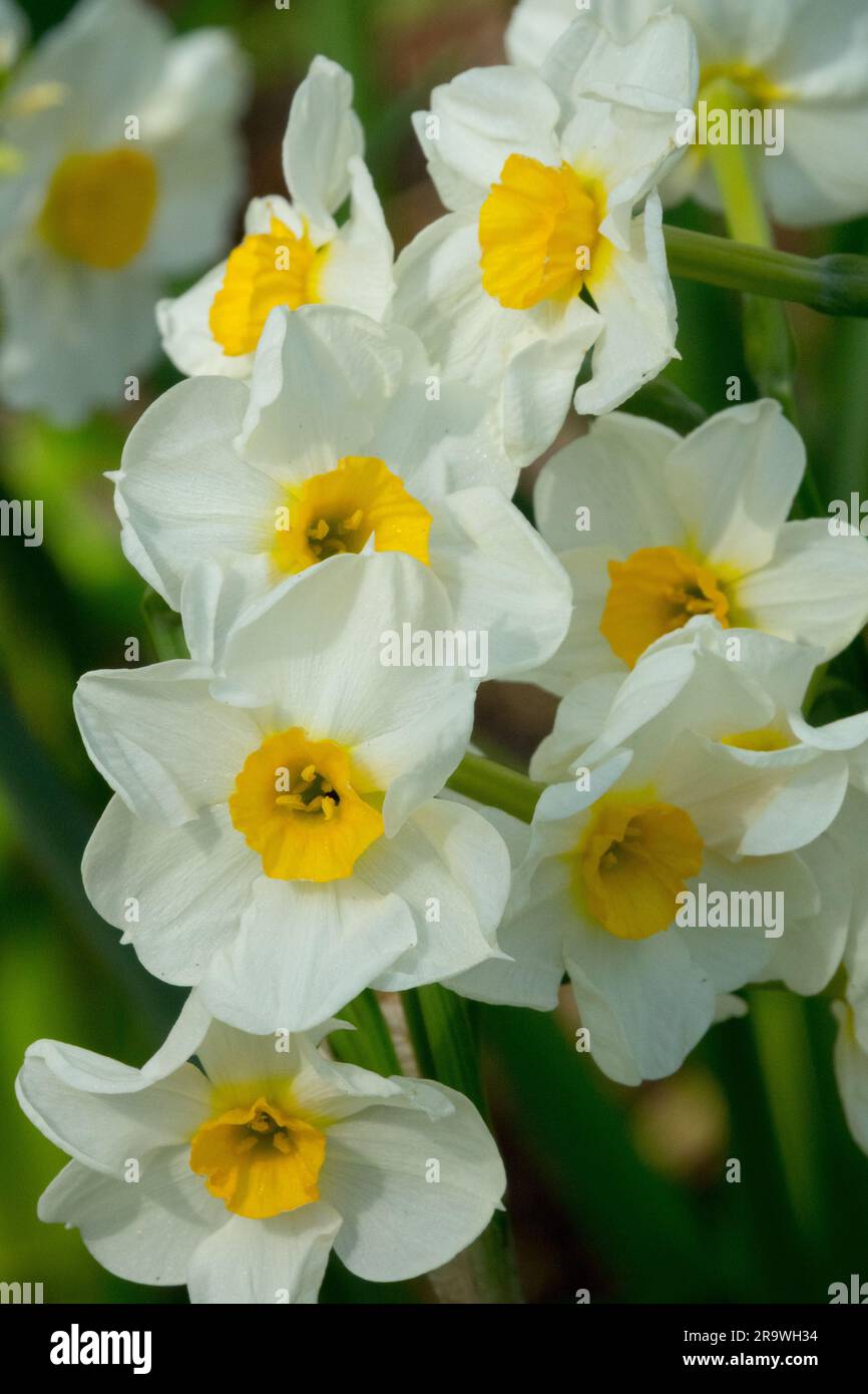 Narzissen Narzissen, Amaryllidaceae, Weißgelb, Tazetta, Gruppe, Blumen Narcissus „Laurens Koster“ Stockfoto
