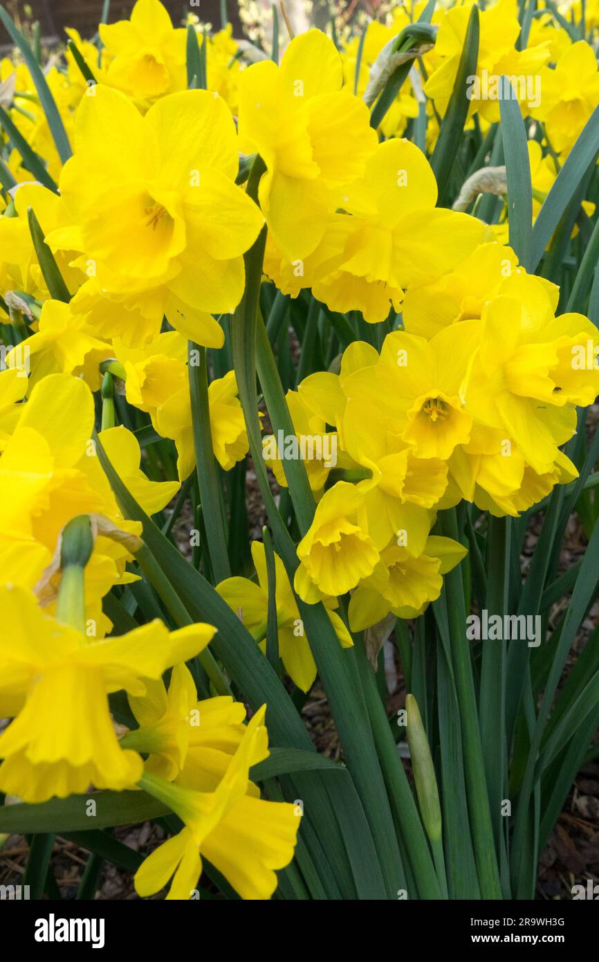 Gelb, Frühling, Blumen, Blüten, Narzissen Narzissen, Garten, Stauden, Vernal, Jahreszeit, Blüten Stockfoto