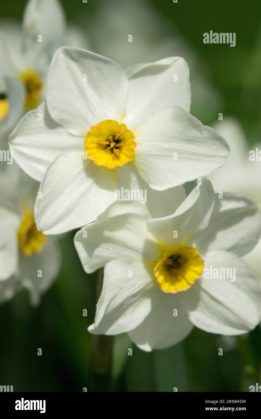 Paperweißes Narzissen, Narcissus Aspasia Narcissus Blumenporträt Stockfoto