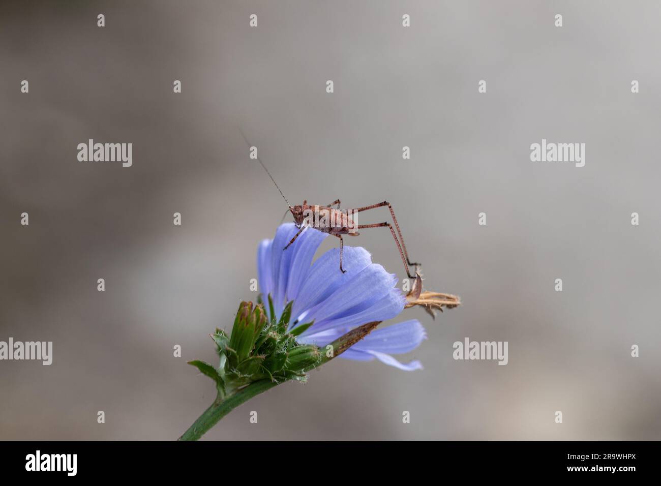 Cricket-Käfer auf Blume, Pholidoptera griseoaptera Stockfoto